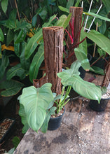 Load image into Gallery viewer, Philodendron Bipennifolium 50cm totem #1
