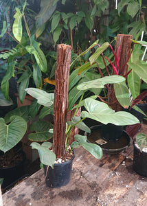 Philodendron Bipennifolium 50cm totem #1