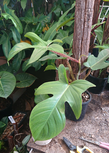 EXAMPLE Philodendron Squamiferum 50cm totem #1