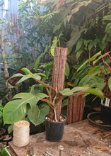 Load image into Gallery viewer, Philodendron Squamiferum 50cm totem #1
