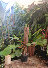 Load image into Gallery viewer, Philodendron Squamiferum 50cm totem #1
