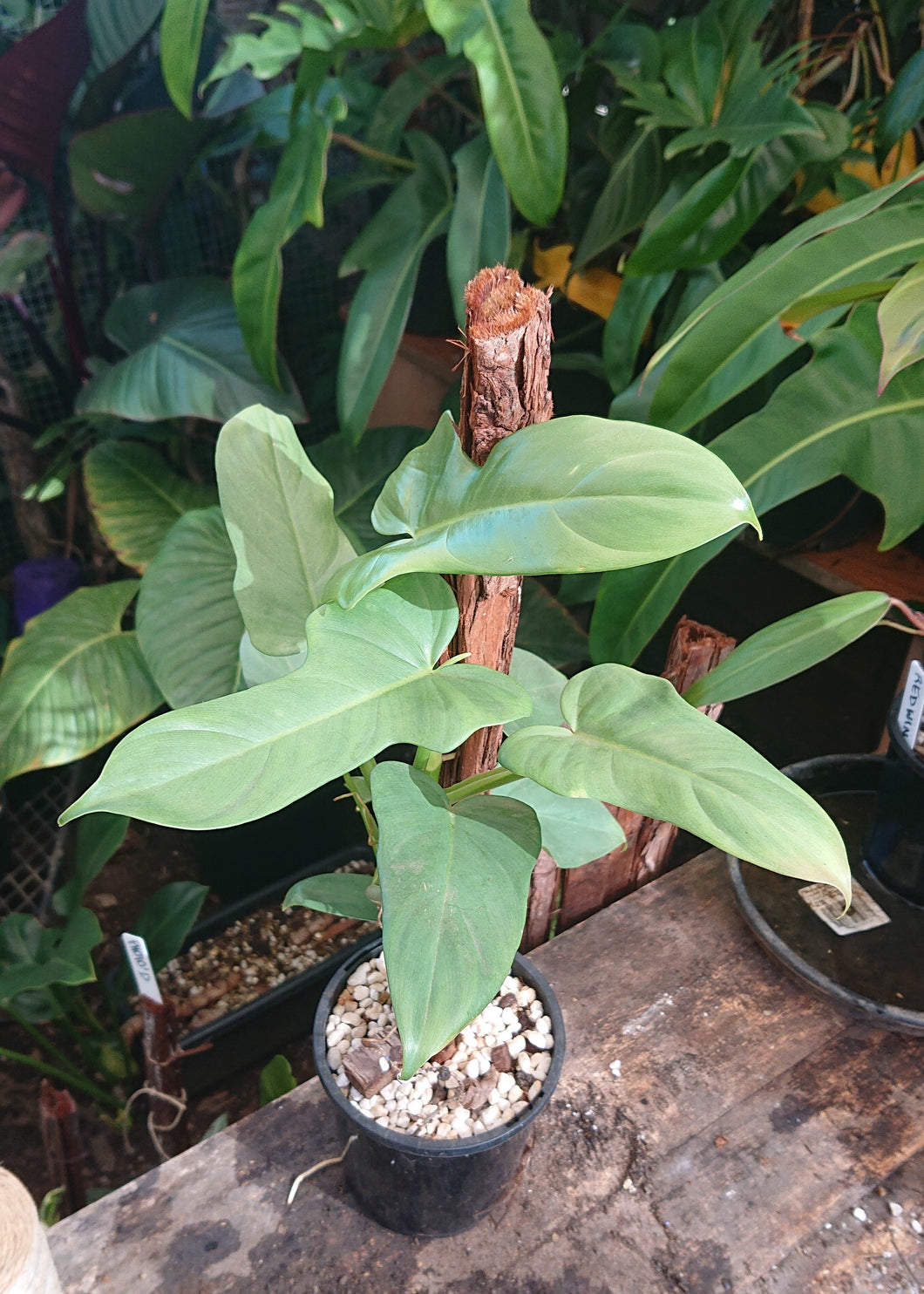 Philodendron Bipennifolium 50cm totem #2
