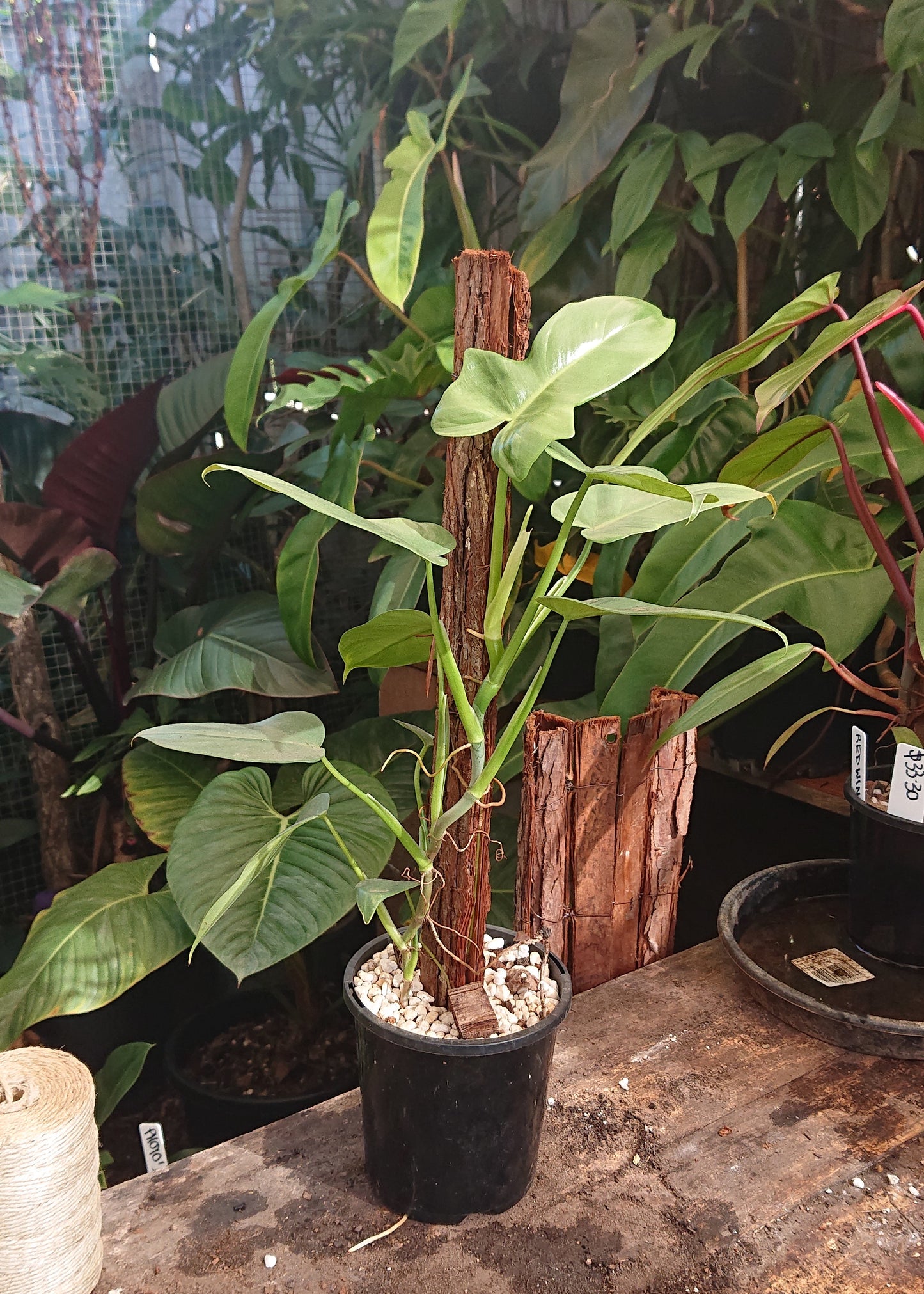 EXAMPLE Philodendron Bipennifolium 50cm totem #2