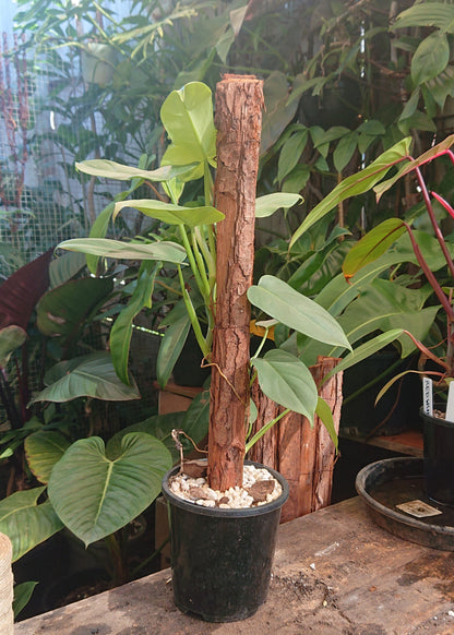 EXAMPLE Philodendron Bipennifolium 50cm totem #2