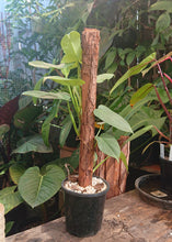 Load image into Gallery viewer, Philodendron Bipennifolium 50cm totem #2
