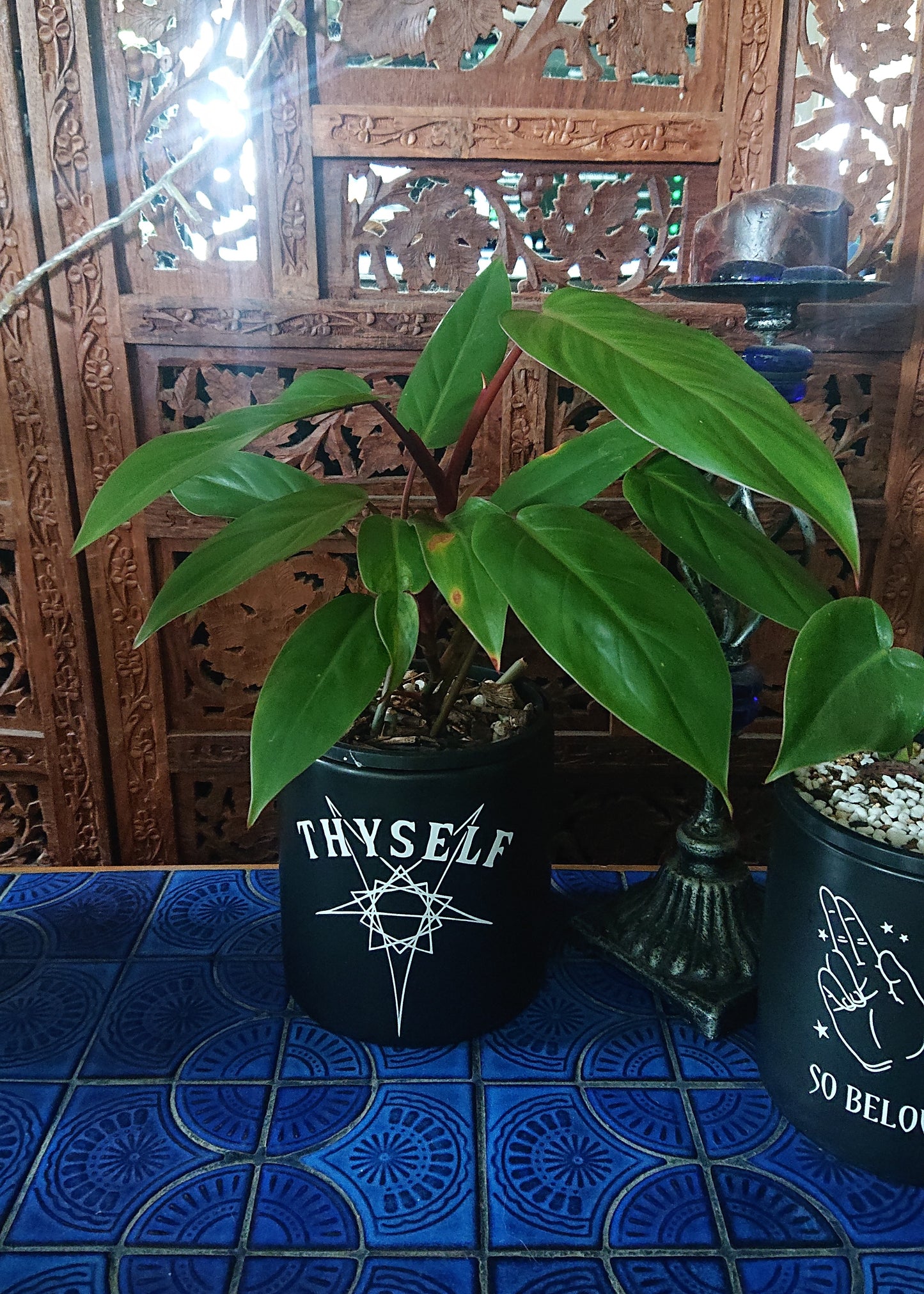 Sale example listing. Philodendron Red Wings