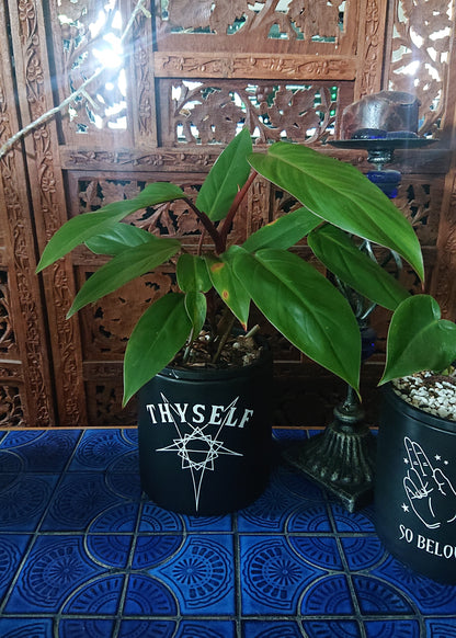 Sale example listing. Philodendron Red Wings