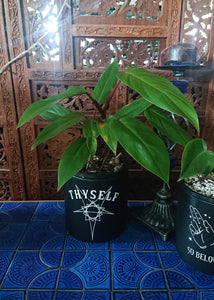 Philodendron Red Wings (130A)