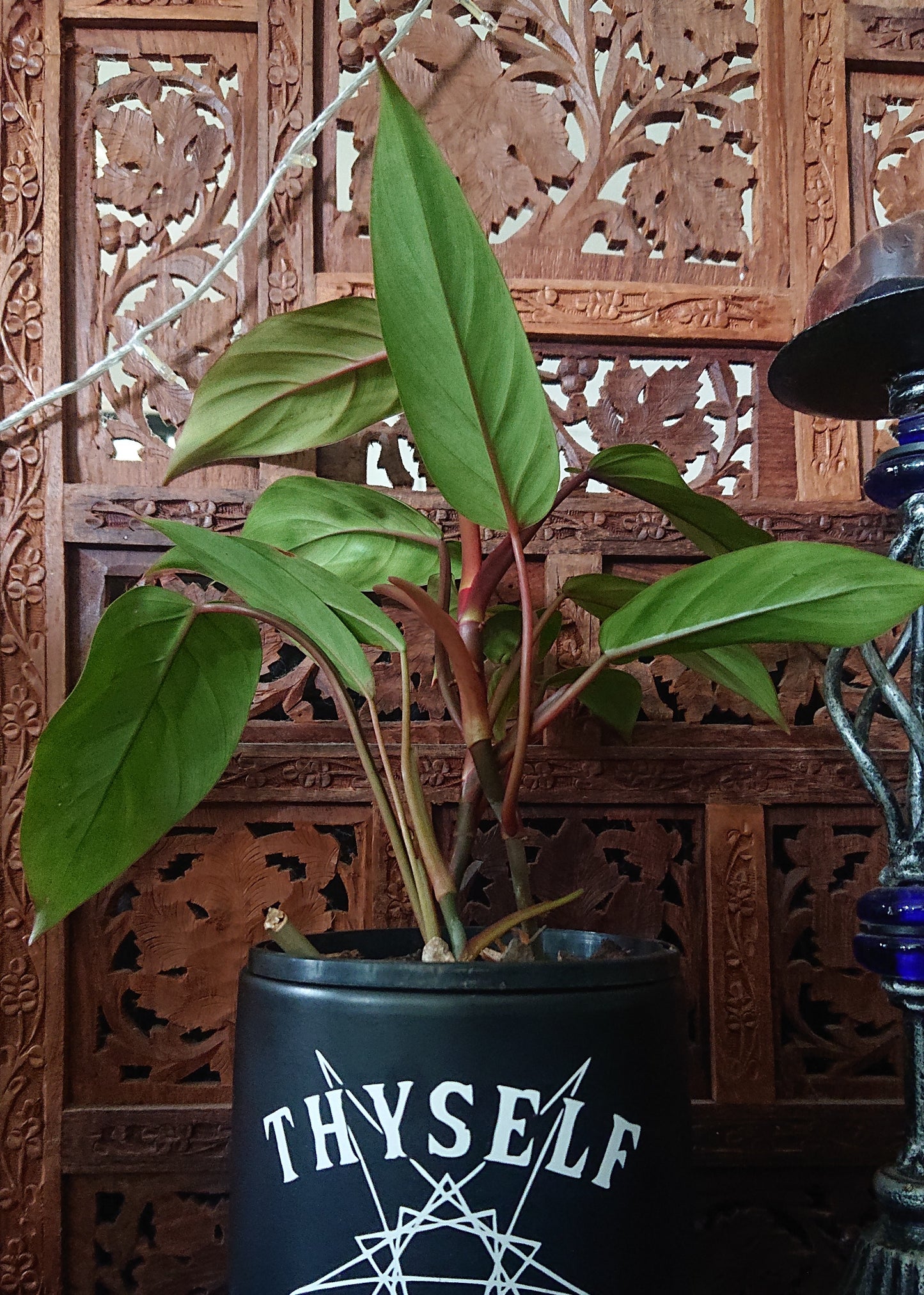 Sale example listing. Philodendron Red Wings