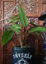 Load image into Gallery viewer, Philodendron Red Wings (130A)
