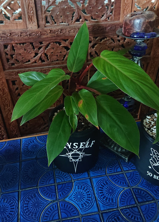 Sale example listing. Philodendron Red Wings