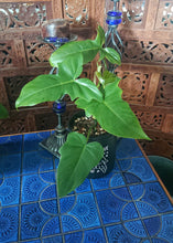 Load image into Gallery viewer, Philodendron Golden Dragon (130A)
