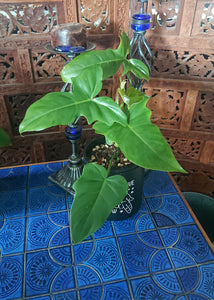 Philodendron Golden Dragon (130A)