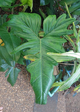 Load image into Gallery viewer, Philodendron Golden Dragon (130A)

