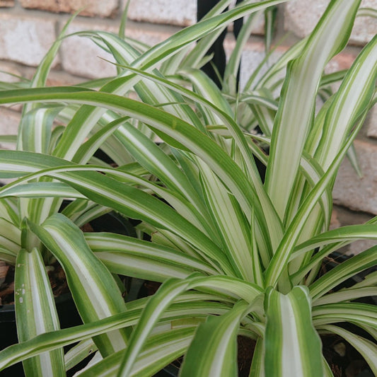 Example Fries Listing. Spider Plant