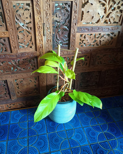Philodendron Lemon Lime Large