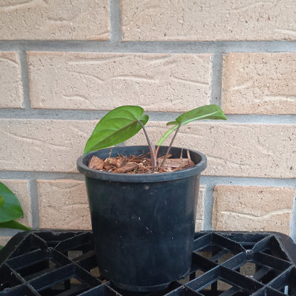 Syngonium Macrophyllum