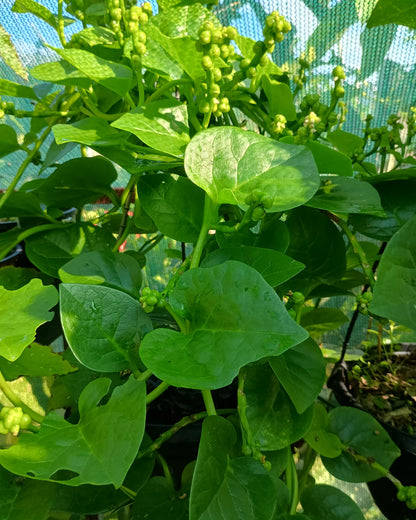Basella alba ( Malabar Spinach )