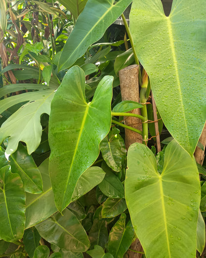 Philodendron Tuxtlanum 130single