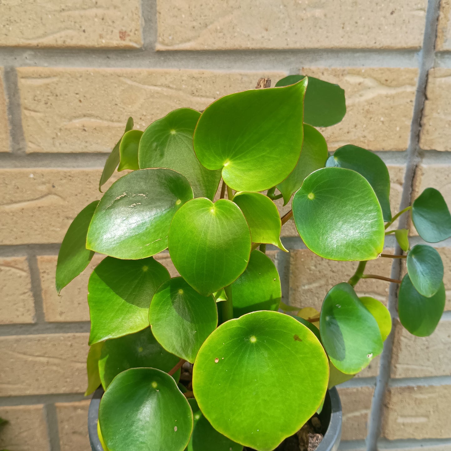 Peperomia Polybotrya
