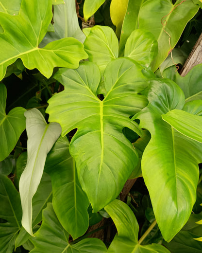 Philodendron Golden Dragon 130
