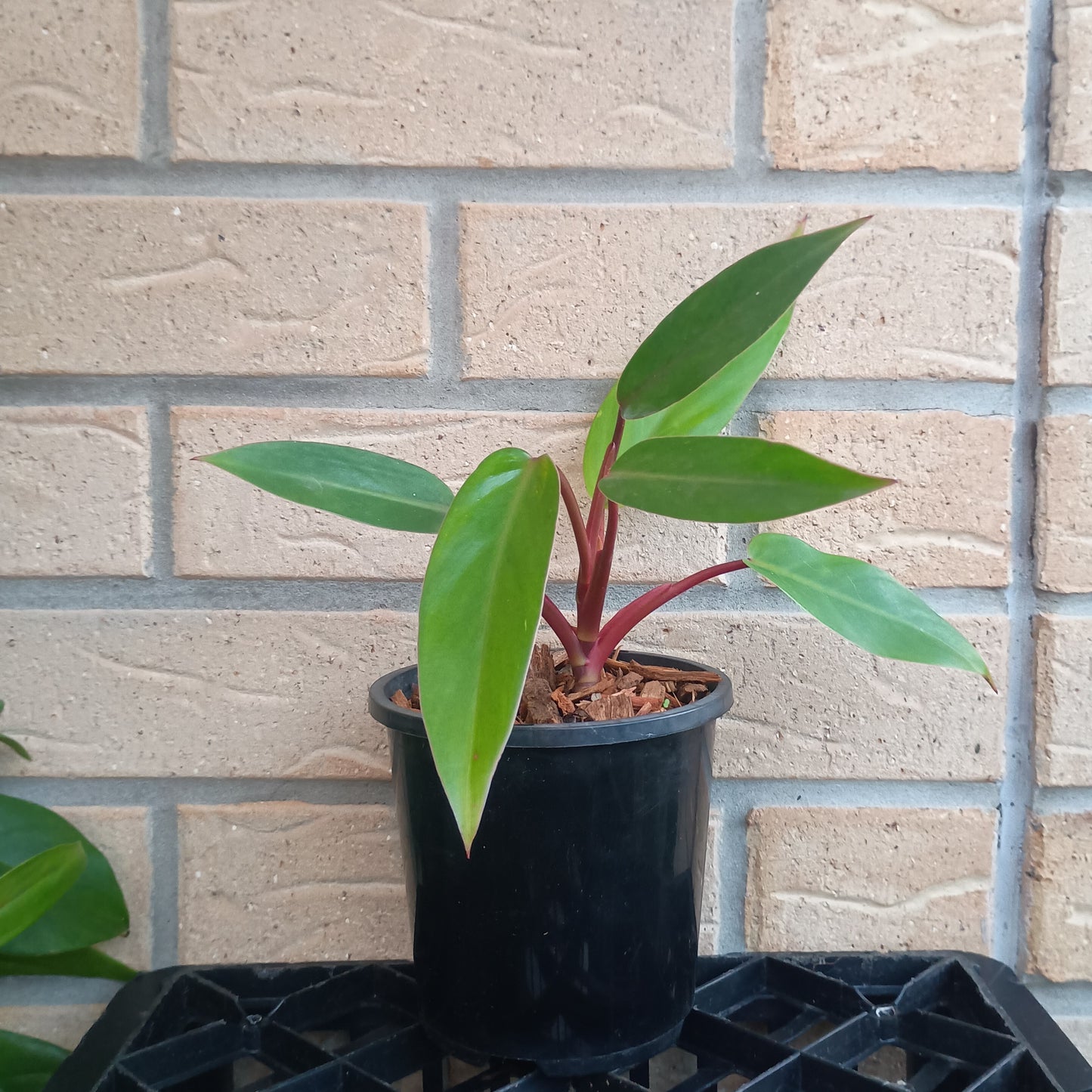 Philodendron Erubescens Red Emerald