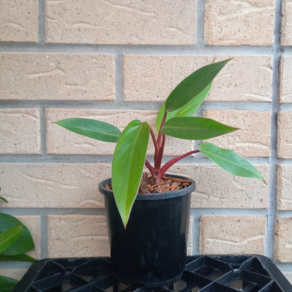 Philodendron Erubescens Red Emerald