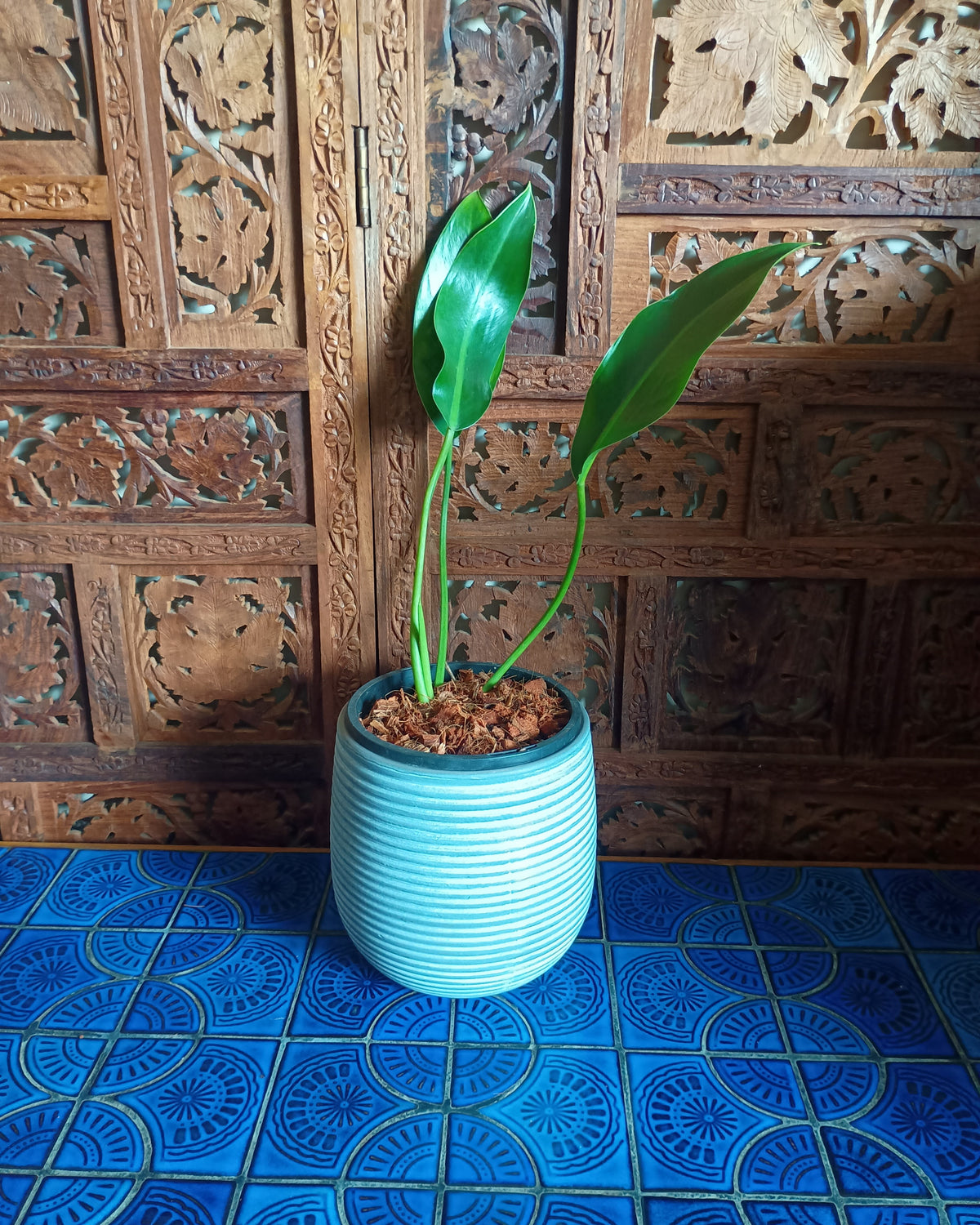 Philodendron Renauxii