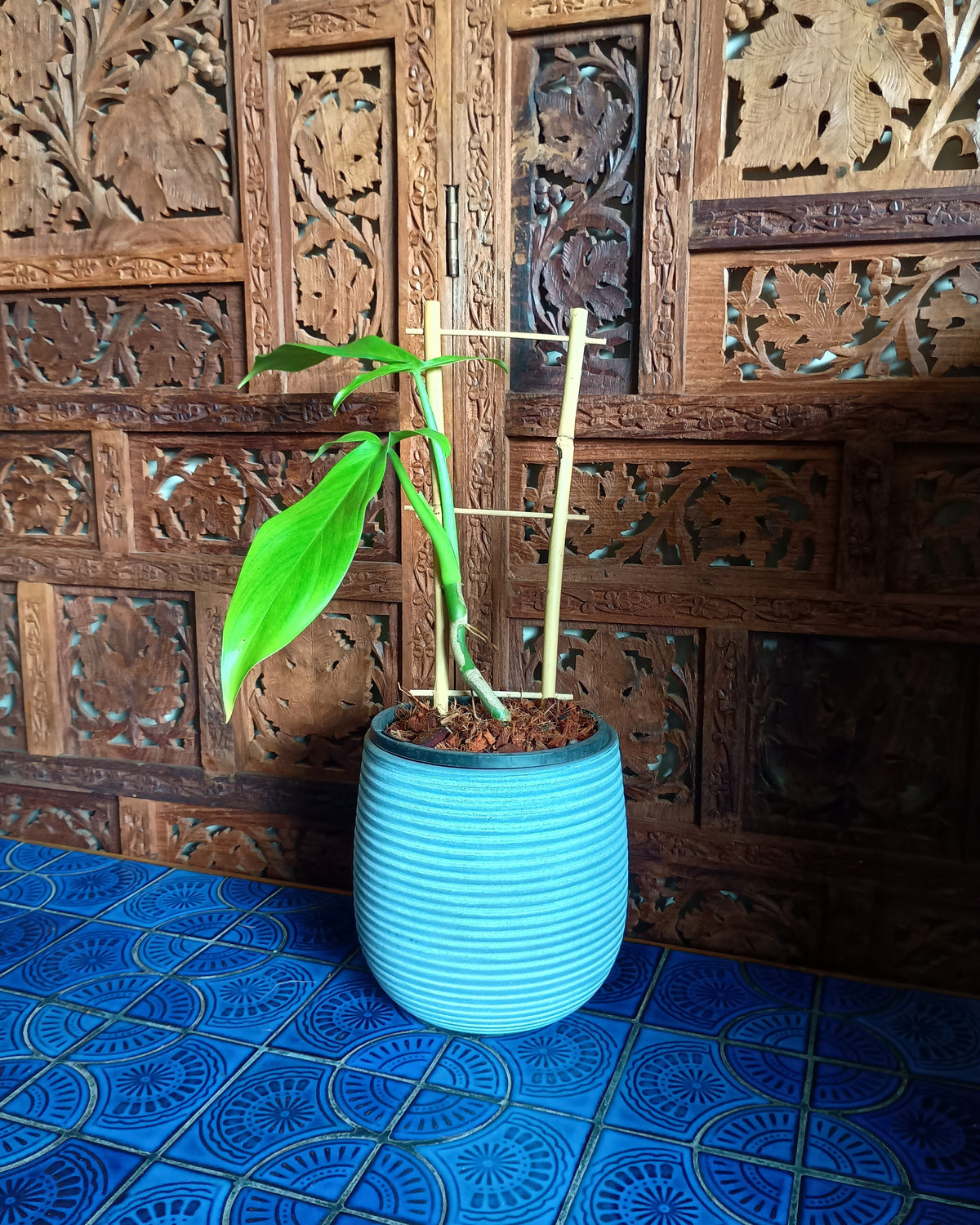 Philodendron Tripartitum