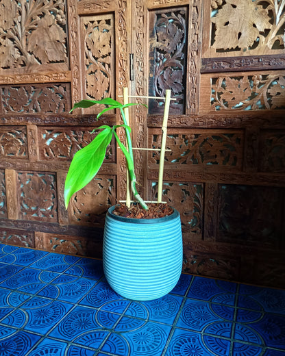 Philodendron Tripartitum