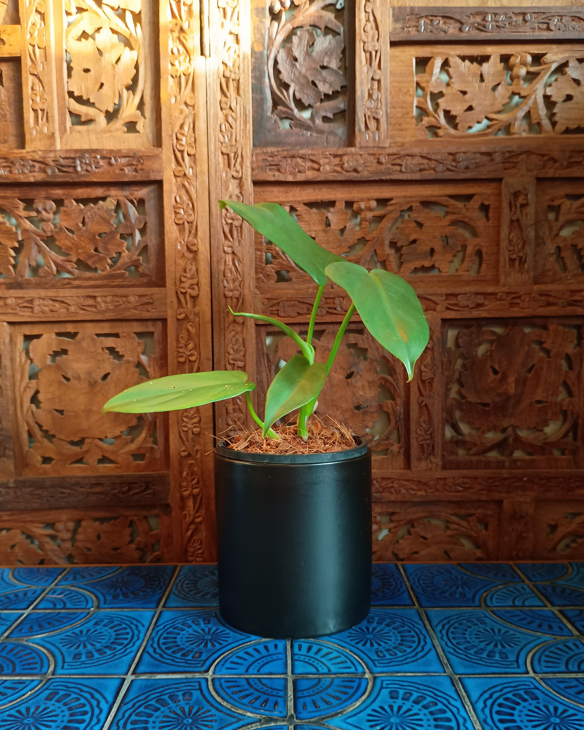 Philodendron Bipennifolium XS
