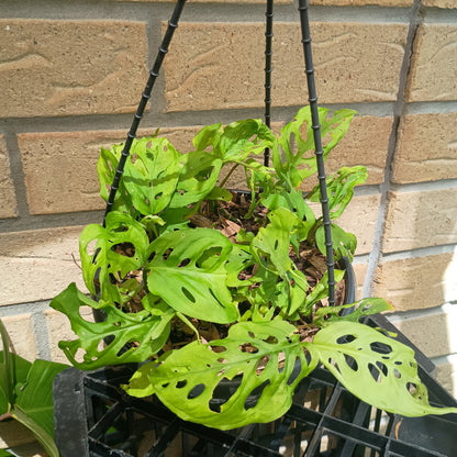 Monstera Adansonii Hanging Basket