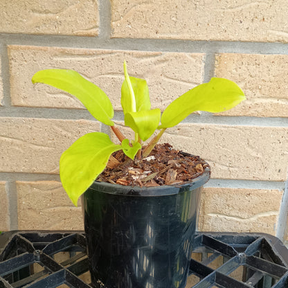 Philodendron Lemon Lime #130A