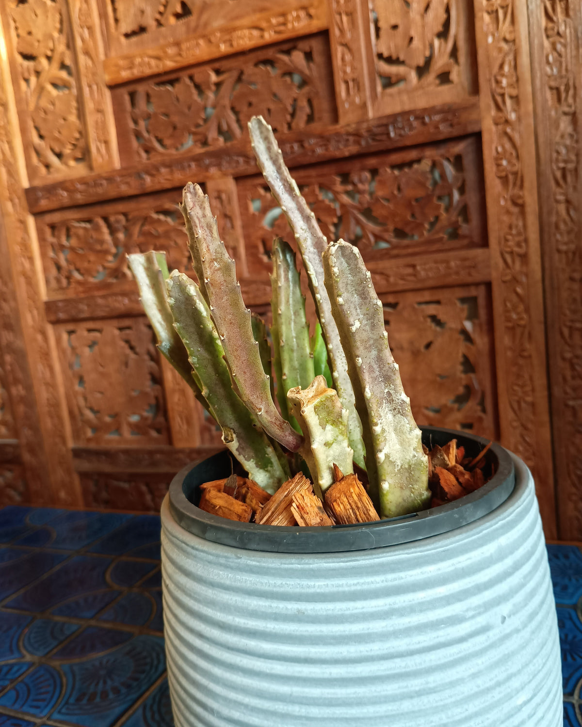 Stapelia Grandiflora
