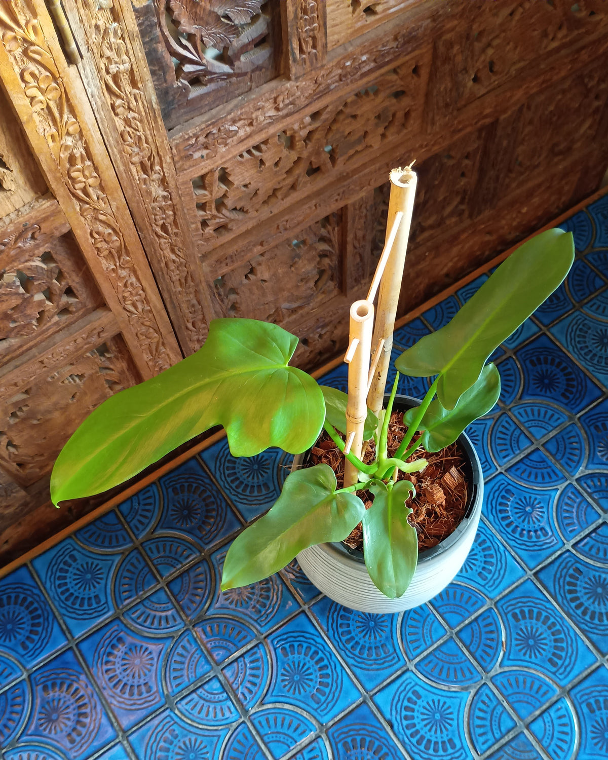 Philodendron Bipennifolium