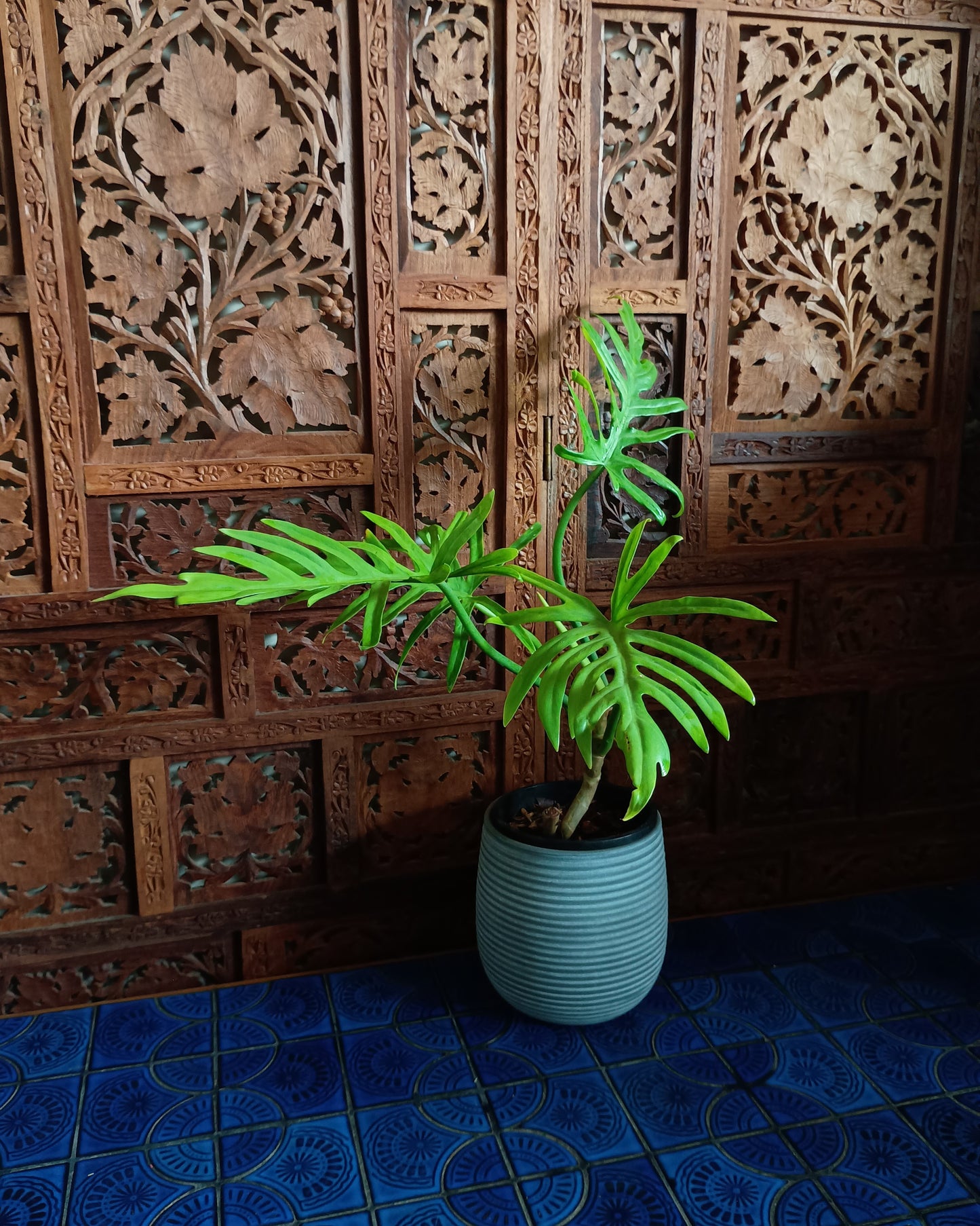 Philodendron Elegans 130single