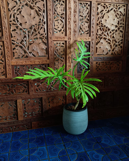 Philodendron Elegans 130single