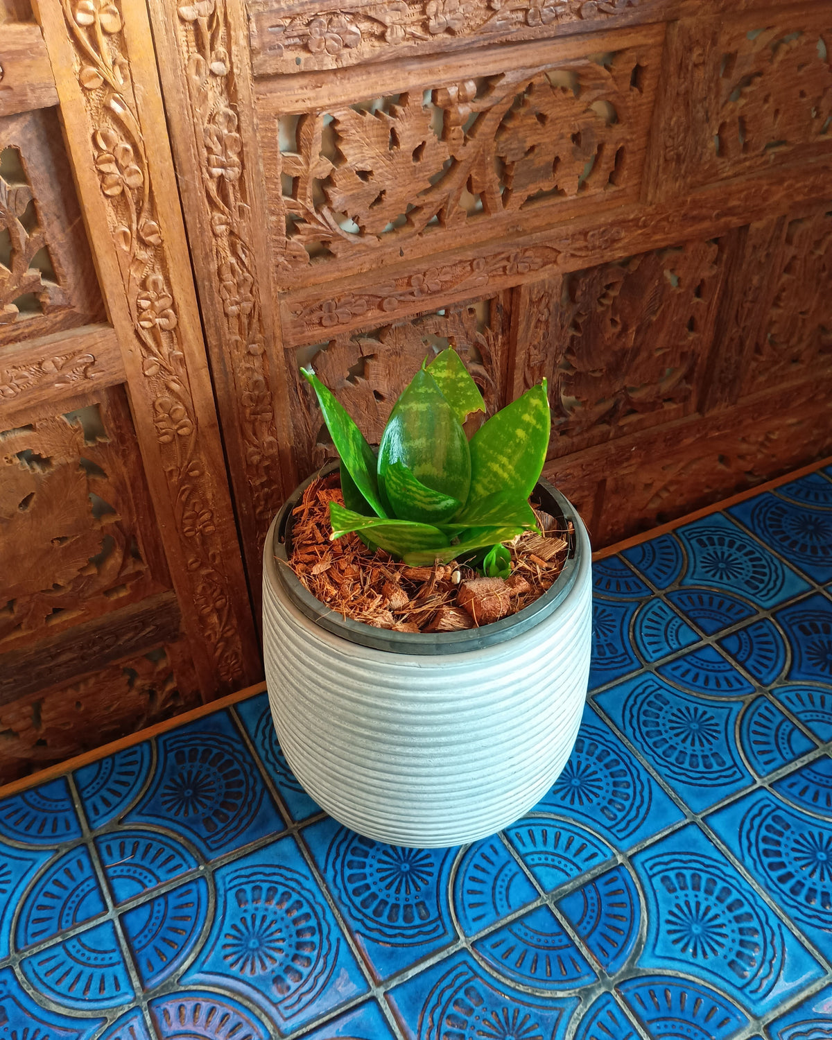 Dracaena Hahnii