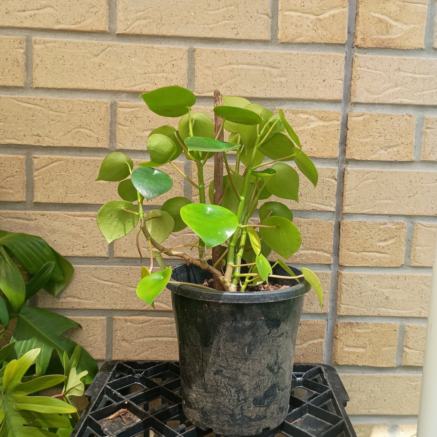 Peperomia Polybotrya