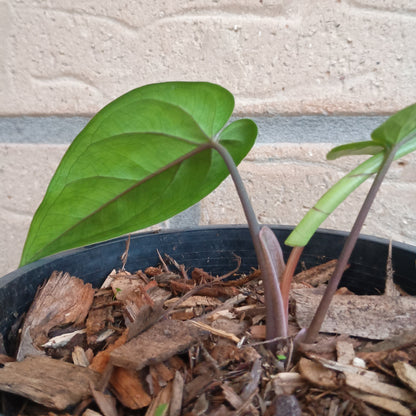Syngonium Macrophyllum