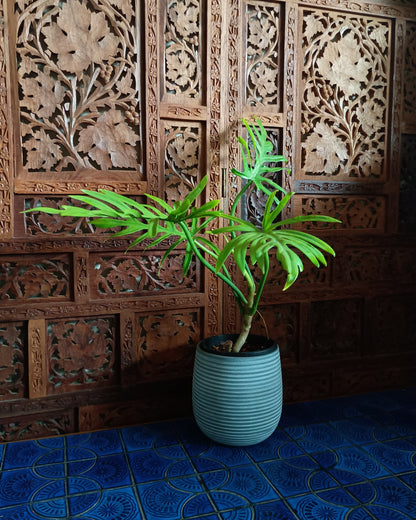 Philodendron Elegans 130single