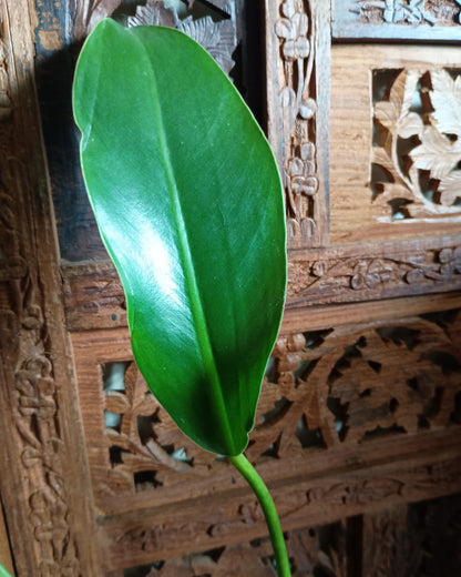 Philodendron Renauxii