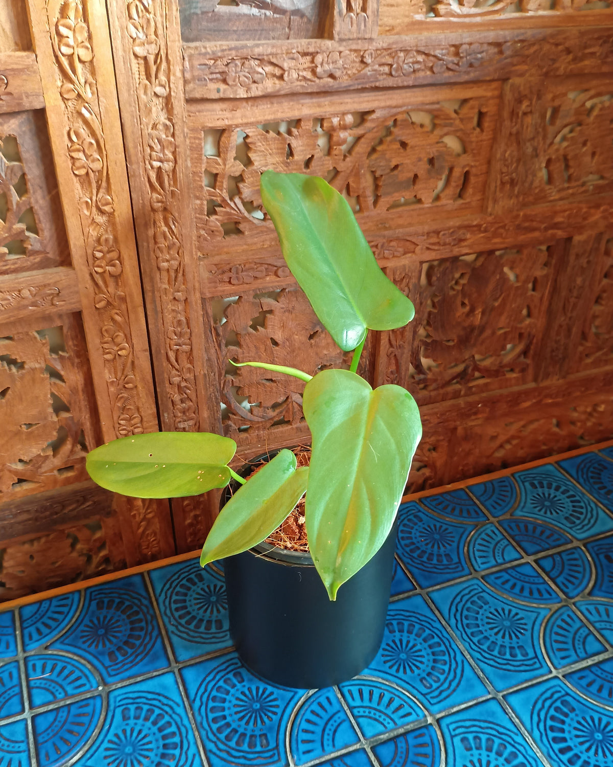 Philodendron Bipennifolium XS