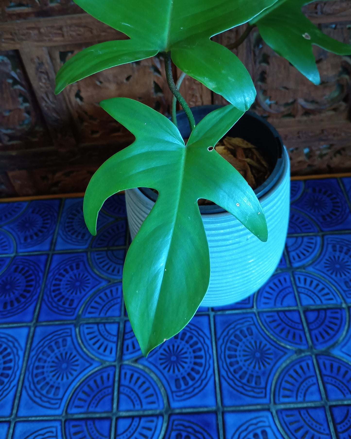 Philodendron Florida