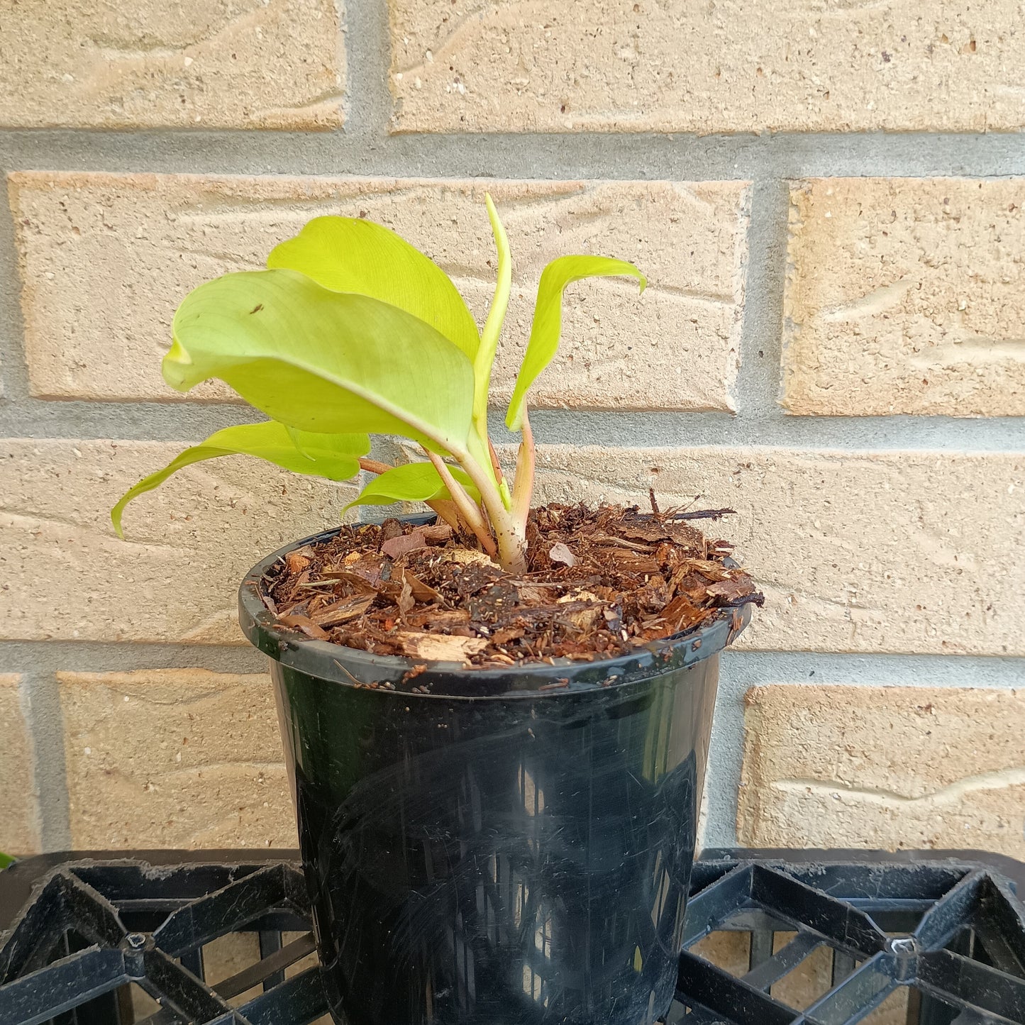 Philodendron Lemon Lime #130A