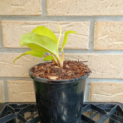 Philodendron Lemon Lime #130A