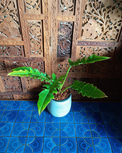 Philodendron Henderson's Pride