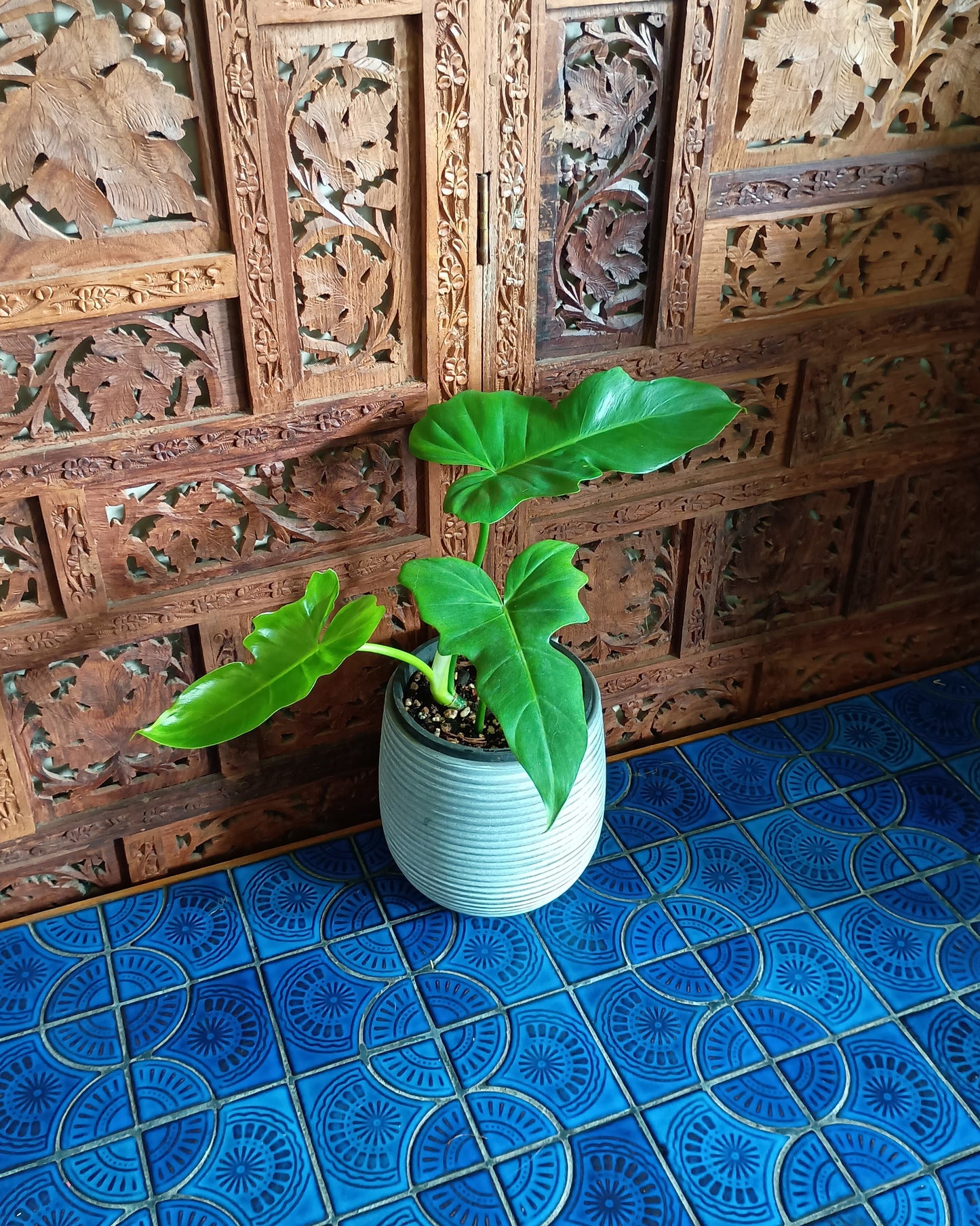 Philodendron Golden Dragon 130