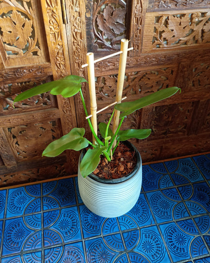 Philodendron Bipennifolium