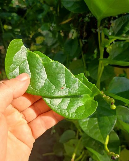 Basella alba ( Malabar Spinach )